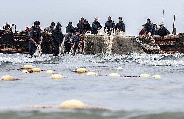 صید ۳۰ هزار تن ماهیان صنعتی در آب های دور
