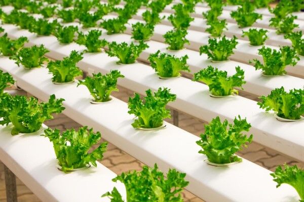 آیا کشاورزی عمودی آینده‌ صنعت غذا را تامین می‌کند؟
