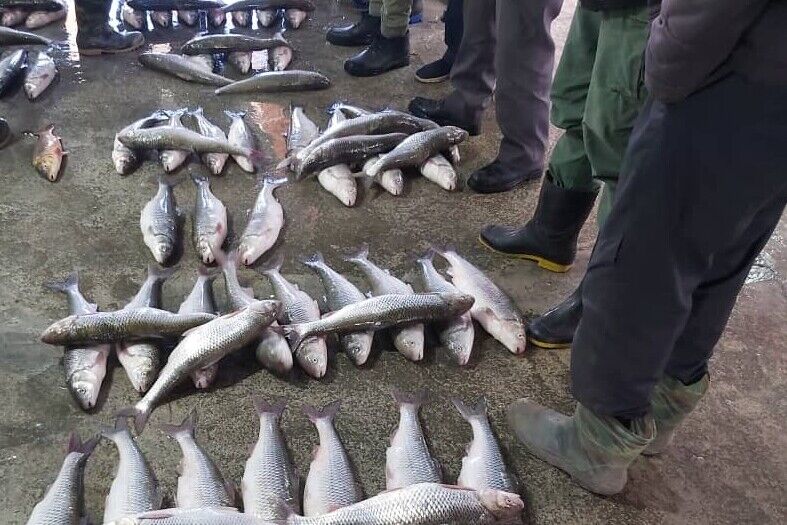 التهاب بازار و صف‌های خرید ماهی نوبرانه در ساحل خزر