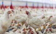 التهاب بازار مرغ در گیلان/ روزانه ۲۶۰ تن مرغ توزیع می شود
