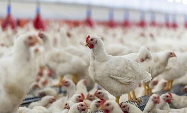 زیان قطعی برق به واحدهای پرورش مرغ رسید| پیش بینی کاهش ۱۵ درصدی تولید