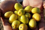 پنج هزار تن میوه گرمسیری «کُنار» در سیستان و بلوچستان برداشت شد