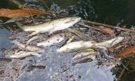 ۲ هزار قطعه ماهی در سد رودبال استهبان تلف شدند