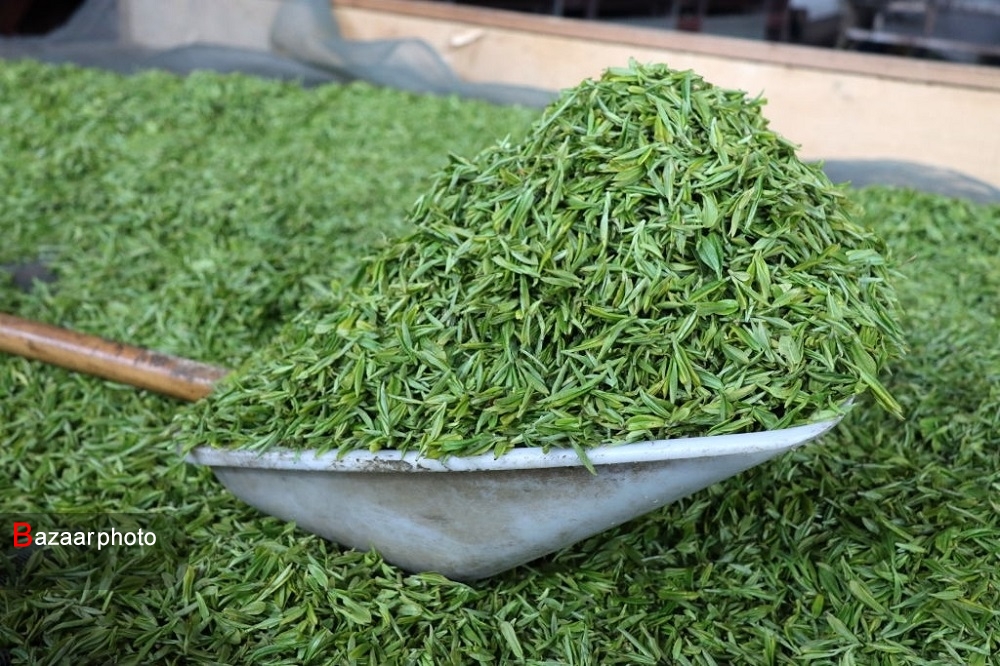 گردش مالی ۵۰ هزار میلیارد ریالی صنعت چای در گیلان