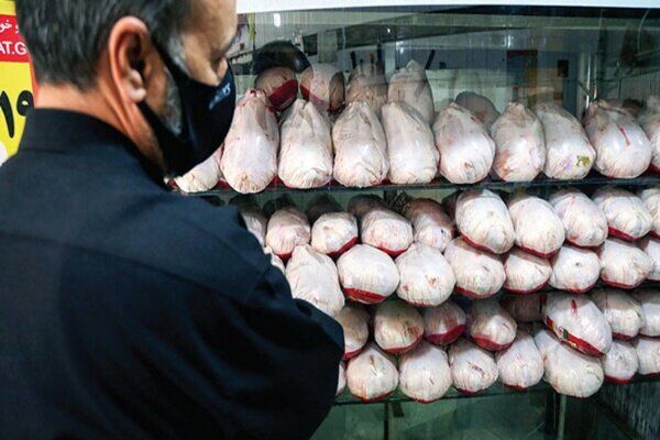 ثبات در بازار مرغ آذربایجان غربی؛ جوجه‌ریزی در مرغداری‌های یک میلیون قطعه افزایش یافت