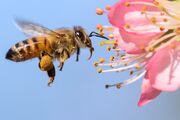 زنبورهای گرده افشان به کمک اقتصاد کهگیلویه و بویراحمد می آیند؛ دانشی که تجاری‌سازی شد