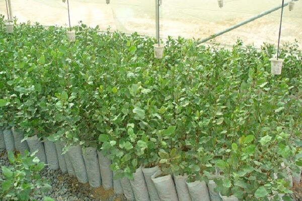 تولید ۳۰ هزار نهال گواهی شده گردو در استان همدان