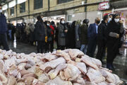 جریمه یک میلیارد و ۹۰۰ میلیون تومانی دلالان مرغ در اردبیل 