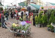 خراسان رضوی فاقد زیر ساخت های استاندارد برای صادرات گل و گیاه است
