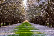 فصل شکوفه و گرده افشانی بادام در کالیفرنیا