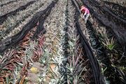 بزرگترین گلخانه آناناس کشور در گرگان به بهره برداری رسید