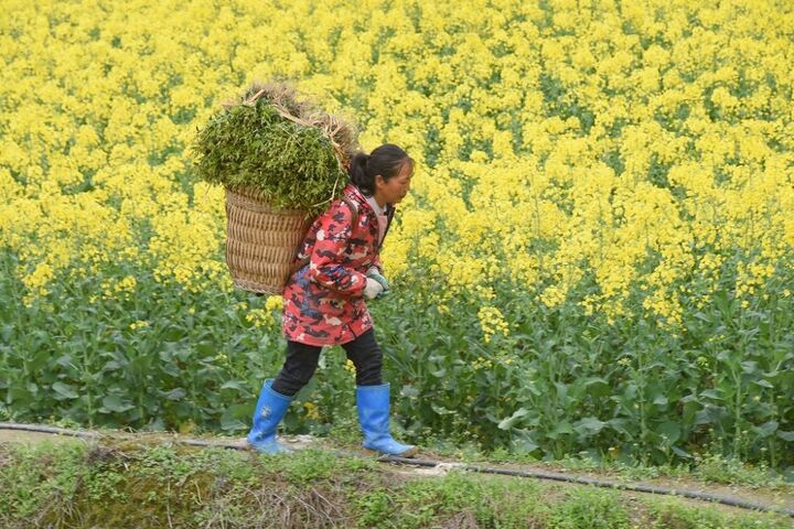 کشاورزی چین 8