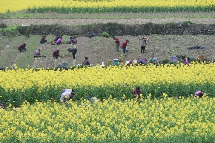 کشاورزی چین 9