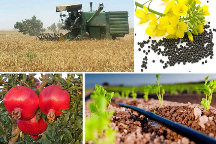 بهره‌وری کشاورزی در کویر قم با تلفیق علم و عمل؛ نگاهی نو به توسعه تولید محصولات گیاهی