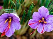 افزایش ۲۰ برابری برداشت گل زعفران با ربات مخترع گلستانی