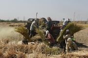 خرید ۱۱۷ هزار تن گندم در کردستان|۸۲ مرکز جمع آوری در استان شبانه روزی فعال هستند