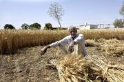 خوشه‌های گندم در محاصره خشک‌سالی| کارشناسان واردات را به‌صرفه‌ می‌دانند