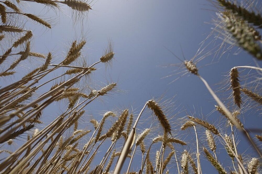 طرح آزمایشی کشت قراردادی گندم در مزارع سیستان‌ و بلوچستان اجرا می‌شود