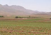 ۳ هزار هکتار از زمین‌های کشاورزی سیستان و بلوچستان زیر کشت جو رفت