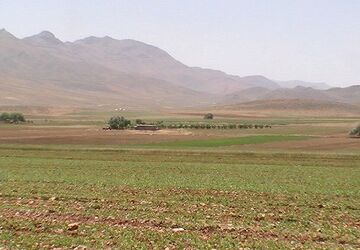 افزایش ۱۵ درصدی تولید محصولات کشاورزی در کردستان|۱۰۰ درصد کشت گندم مکانیزه است