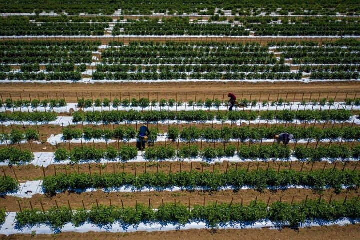 اراده استان یزد برای تولید علوفه و بذر 