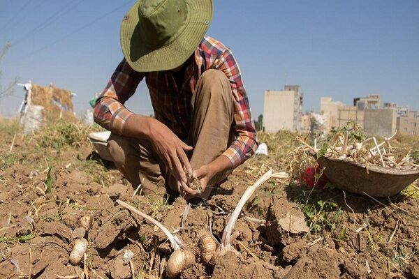 ورود دلالان به بازار سیر زنجان| کشاورزان در سایه نبود واحدهای فرآوری متضرر شدند
