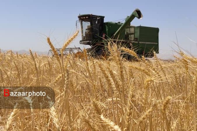نرخ جدید گندم باعث افزایش قیمت نان و آرد نمی‌شود| پیش بینی افزایش کشت گندم
