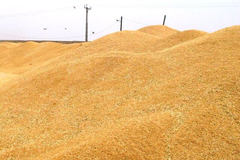 کاهش ۴۵۰ درصدی برداشت گندم در استان بوشهر