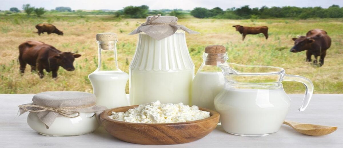 تولید شیر سریعتر از دیگر کالاهای کشاورزی رشد می کند| سهم ۳۰ درصدی هند و پاکستان در تولید جهانی شیر