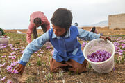 «زعفران» گزینه‌ای جدی برای نجات کشاورزی قزوین| کشاورزان حمایت شوند