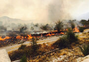 آتش‌سوزی‌های جنگلی فارس، ۹۷ درصد کاهش یافت
