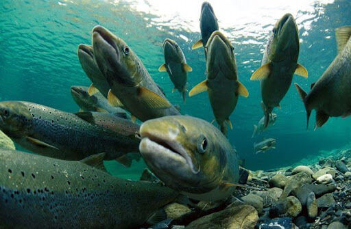 تولید سالیانه ۶۵۰۰ تُن ماهی گرم‌آبی و سردآبی در همدان