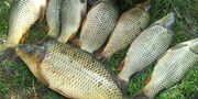 تولیدات ماهی گرم آبی سال قبل به فروش نرفت