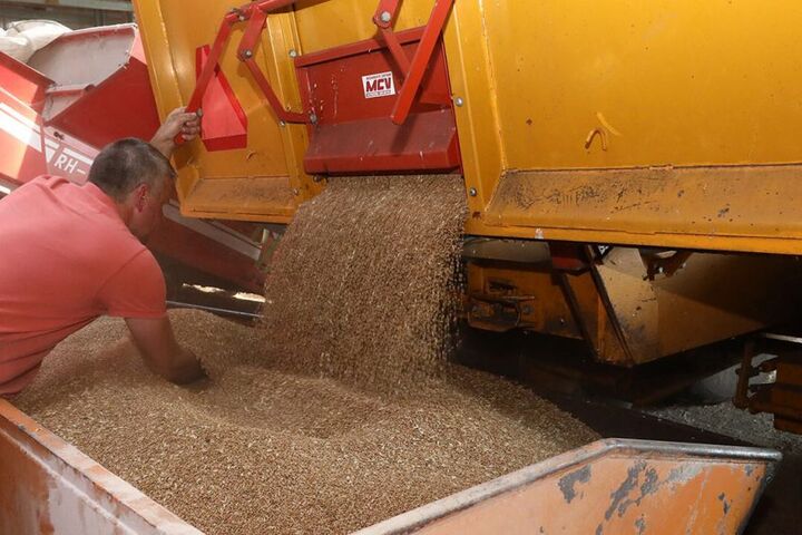 ۱۷۵ هزار تن گندم از کشاورزان ایلامی خریداری شد