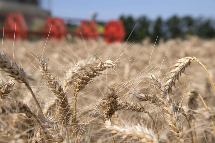 کمبود باران و کاهش میزان تولید گندم دیم در استان گلستان 