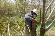 اجرای ۳۷۰ هزار پیوند روی درختان گردو در همدان| سرشاخه کاری در یک قدمی ثمردهی