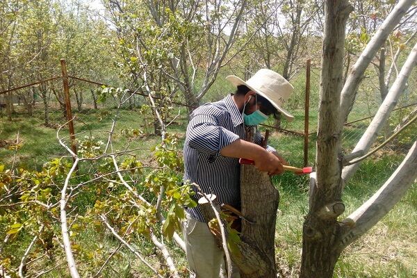 جوان‌سازی درختان گردو در همدان ۴ ساله شد/ تداوم اجرای موفق طرح سرشاخه کاری 