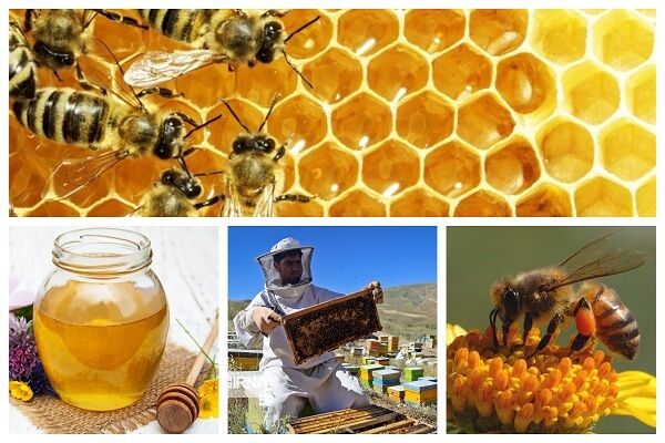 «گرانی» زنبورها را نیز از کوچ بازداشت| زهر مشکلات از زبان تولیدکنندگان عسل