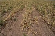 خشکسالی به ۵۰ درصد مزارع کشاورزی لرستان خسارت وارد کرد