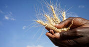۷۲۰۰ تن گندم و جو بذری در استان قزوین خریداری شد