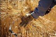 ۱۵ هزار تن گندم در مزارع اروند کنار برداشت می‌شود