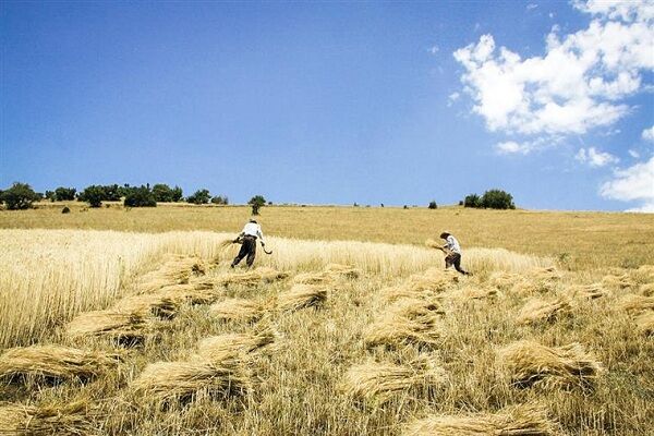 توزیع بیش از یک هزار تن بذر گواهی‌شده گندم بین کشاورزان بهار