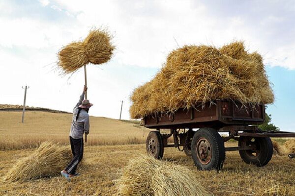حمایت از گندمکاران آذربایجان شرقی با اجرای طرح کشت قراردادی