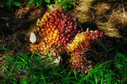 برداشت میوه پالم در مالزی