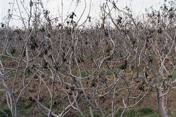 خسارت پنج هزار و ۷۰۵ میلیارد ریالی سرمازدگی به بخش کشاورزی استان همدان
