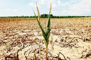خشک‌سالی۱۳ هزار و ۱۸۳میلیارد ریال به بخش کشاورزی خراسان شمالی خسارت زد