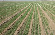 پیش بینی افزایش ۱۰ درصدی تولید گندم در خراسان شمالی
