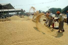 گندم و برنج و ذرت امسال را با رشد قیمت شروع کردند
