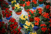 خسارت کرونا به تولیدکنندگان گل های زینتی| ۷۰ درصد تولیدات در داخل استان توزیع می شود