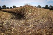 گام کشاورزان برای رفع دغدغه دامداران| تولید ۳۸ میلیارد ریال ذرت علوفه ای